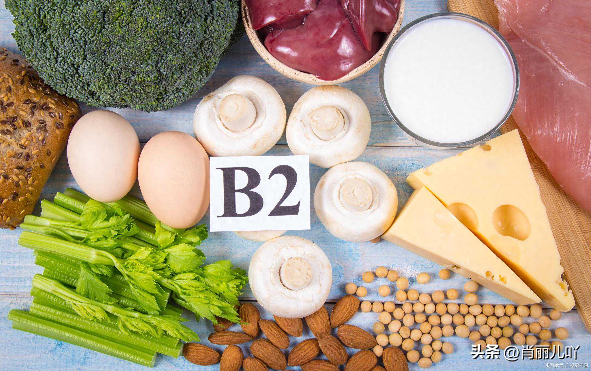 蛋白质对我们生命有哪些重要作用?