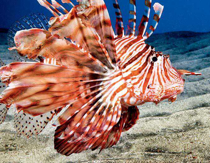 飞思IQ1 100MP数码后背搭载全新广角和快速超长焦蓝圈镜头正式发布