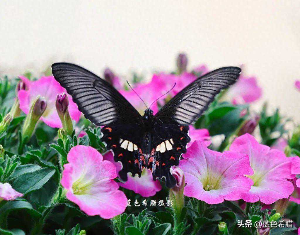 你若盛开，蝴蝶自来，春天我拍到的第一只蝴蝶