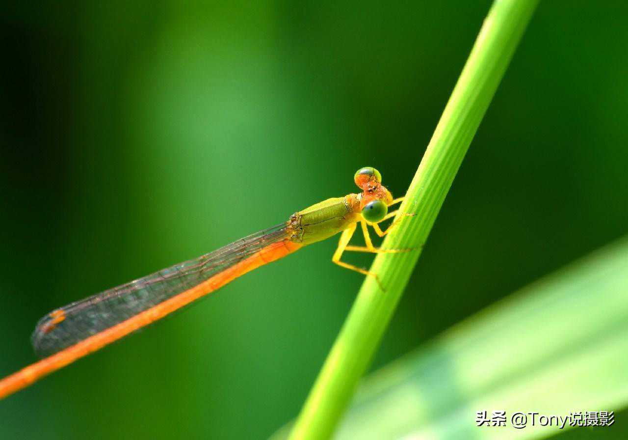 摄影“一招鲜”，拍摄背景干净、主体突出的照片