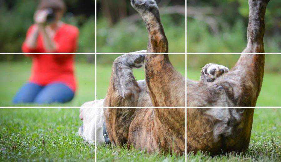 简单易用的构图技巧—三分法构图