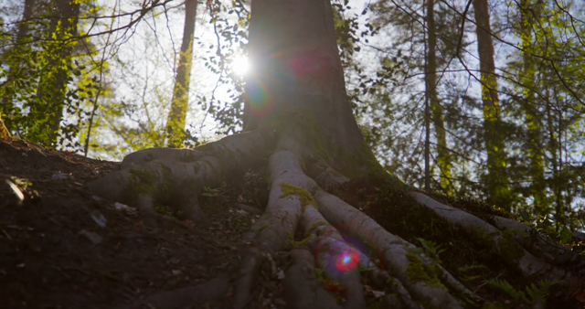 C300 Mark III香吗? C300 Mark III香吗?