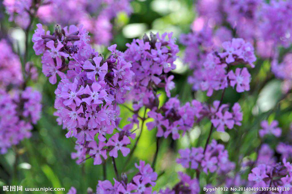 薰衣草花海婚纱照，你所不知道的浪漫爱情