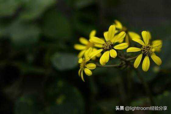 什么叫景深，怎样控制景深？