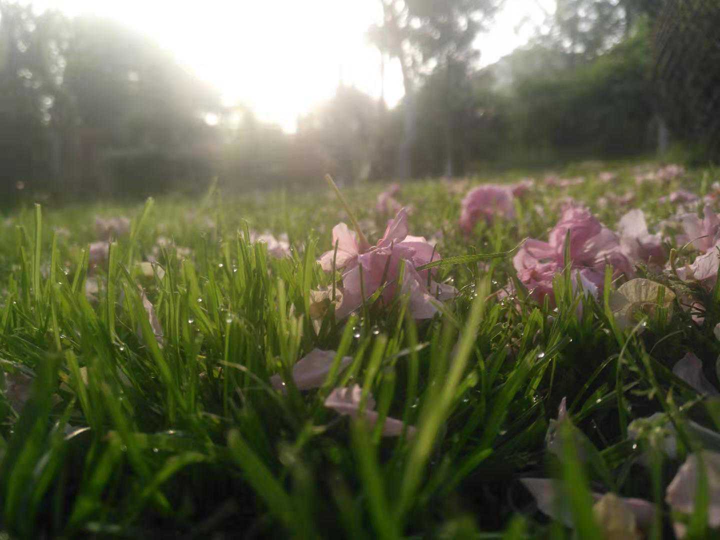 花开时审美疲劳？来几朵落花缓解一下试试