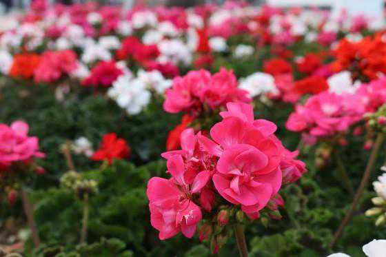 角力vlog时代 佳能G7X3/G5X2凭啥胜出 角力vlog时代 佳能G7X3/G5X2凭啥胜出