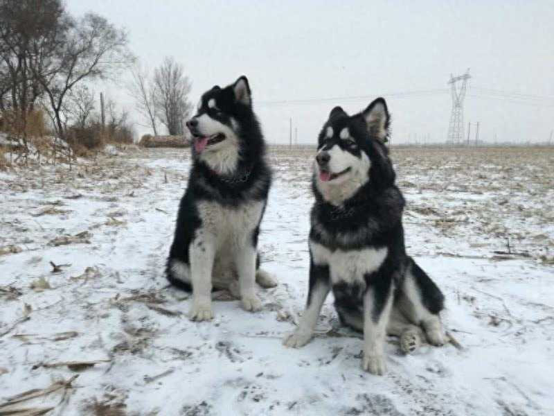 图虫人文摄影：玛雅与王子