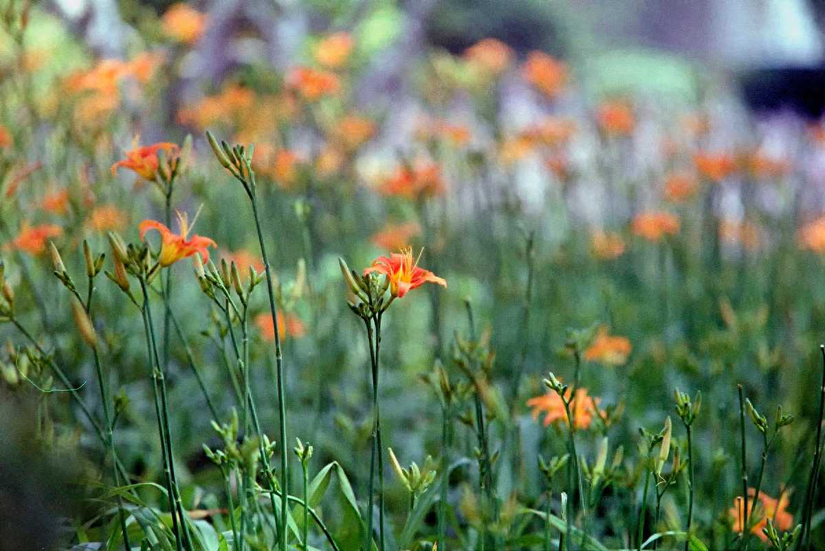 图虫胶片摄影：佳能EOS1N-胶卷平淡扫街