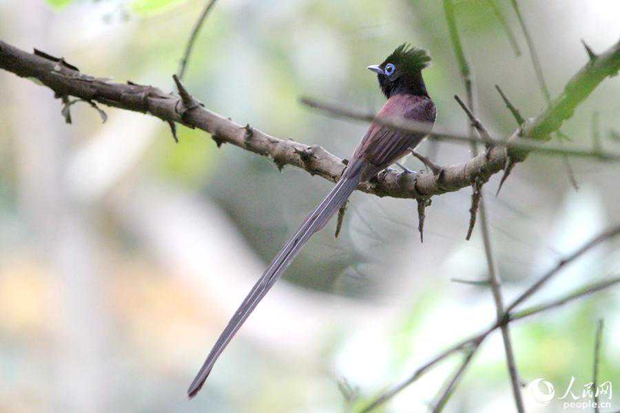 “高颜值”近危鸟类紫寿带鸟做客厦门  身披艳丽紫羽翩然若仙
