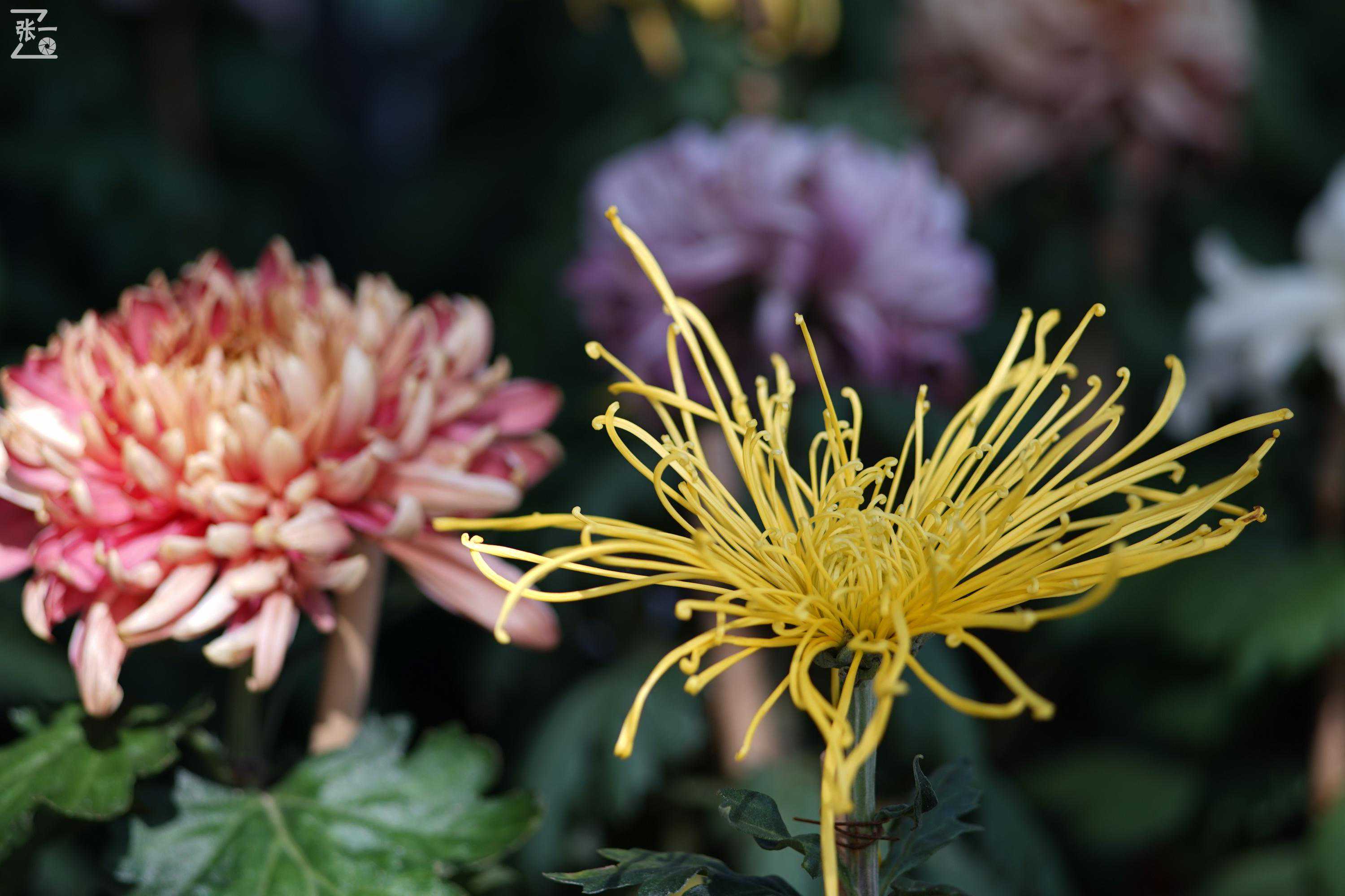 镜头测试:蔡司135/3.5+索尼微单实拍北京植物园菊花展 镜头测试:蔡司135/3.5+索尼微单实拍北京植物园菊花展