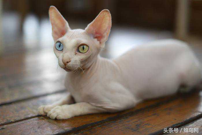 f/1.2背景到底有多虚？佳能50mm f/1.2L技术解析