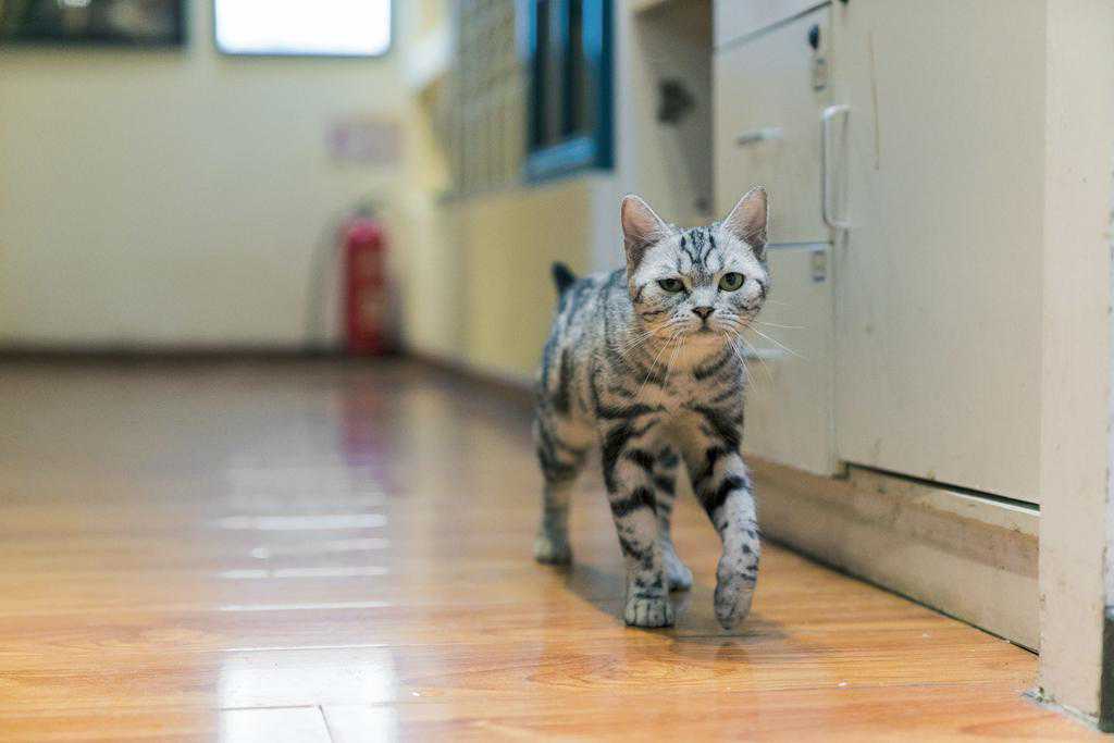 SONY A7R3的对焦能力究竟有多强大？————A7R3对焦试用体验