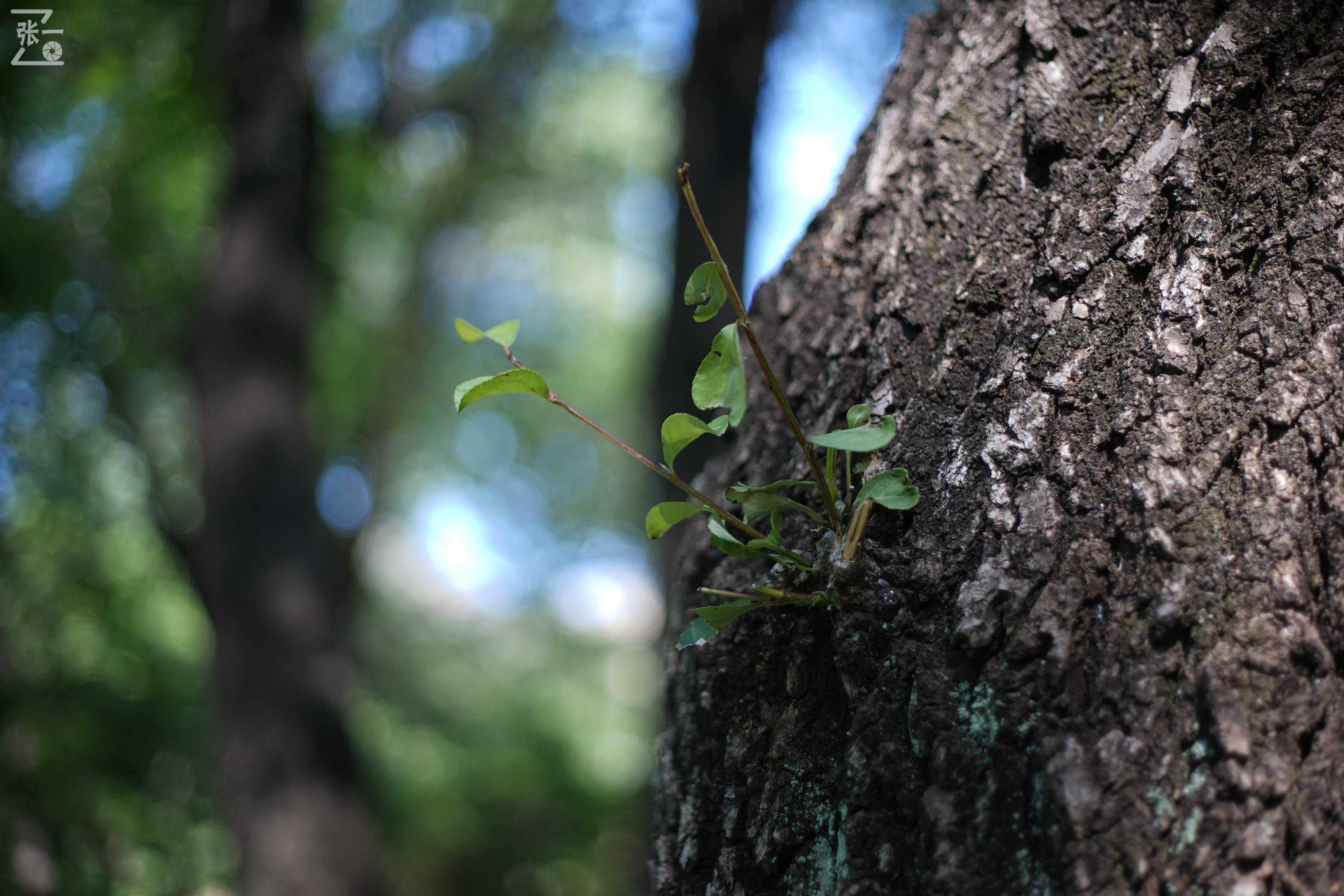 日本佳能Canon FD 50/1.8镜头+索尼微单实拍北京神堂峪栈道