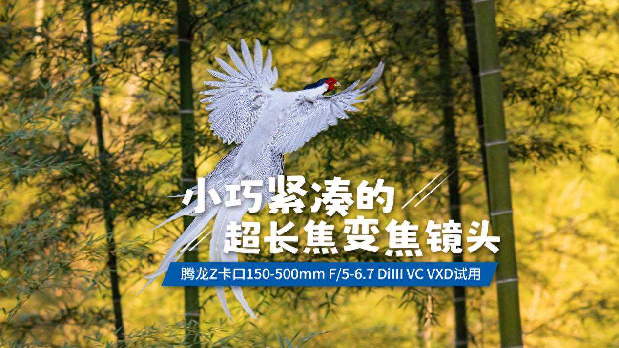 紧凑型超长焦变焦镜头 腾龙 150-500mm F/5-6.7 DiIII VC VXD试用