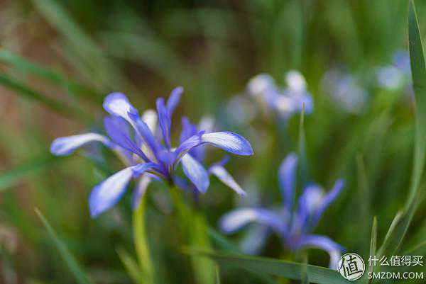 传说中的人文利器终于入手 SIGMA 适马 35mm f1.4 定焦镜头开箱简评