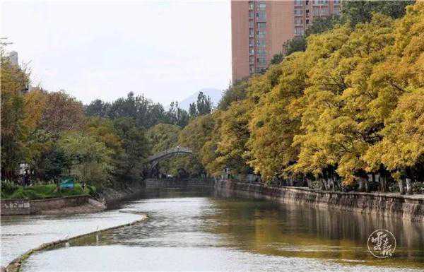 组图｜滇朴披金、白鹭飞翔……来这里赏昆明“最美秋景”