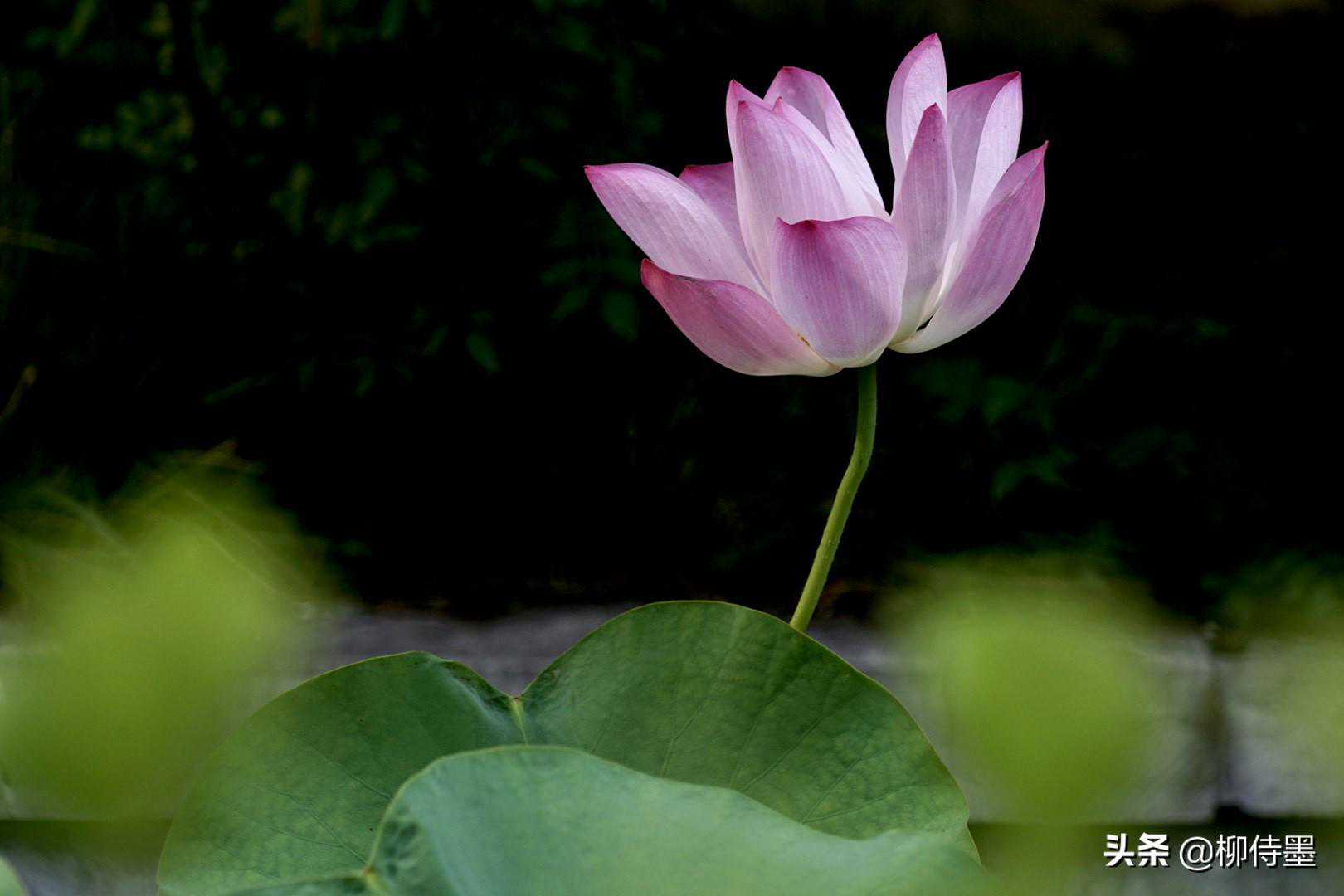 荷色生香，如何拍出意境美？掌握6个技巧，轻松拍出摄影大片