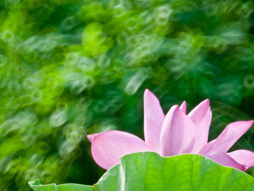 摄影百科：什么是折返镜头 Mirror Lenses