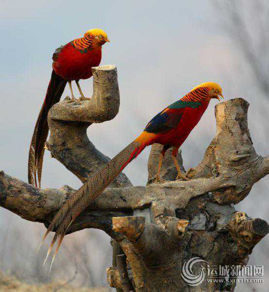 平陆拍鸟基地再添“丁” 红腹锦鸡摄影创作基地正式建成