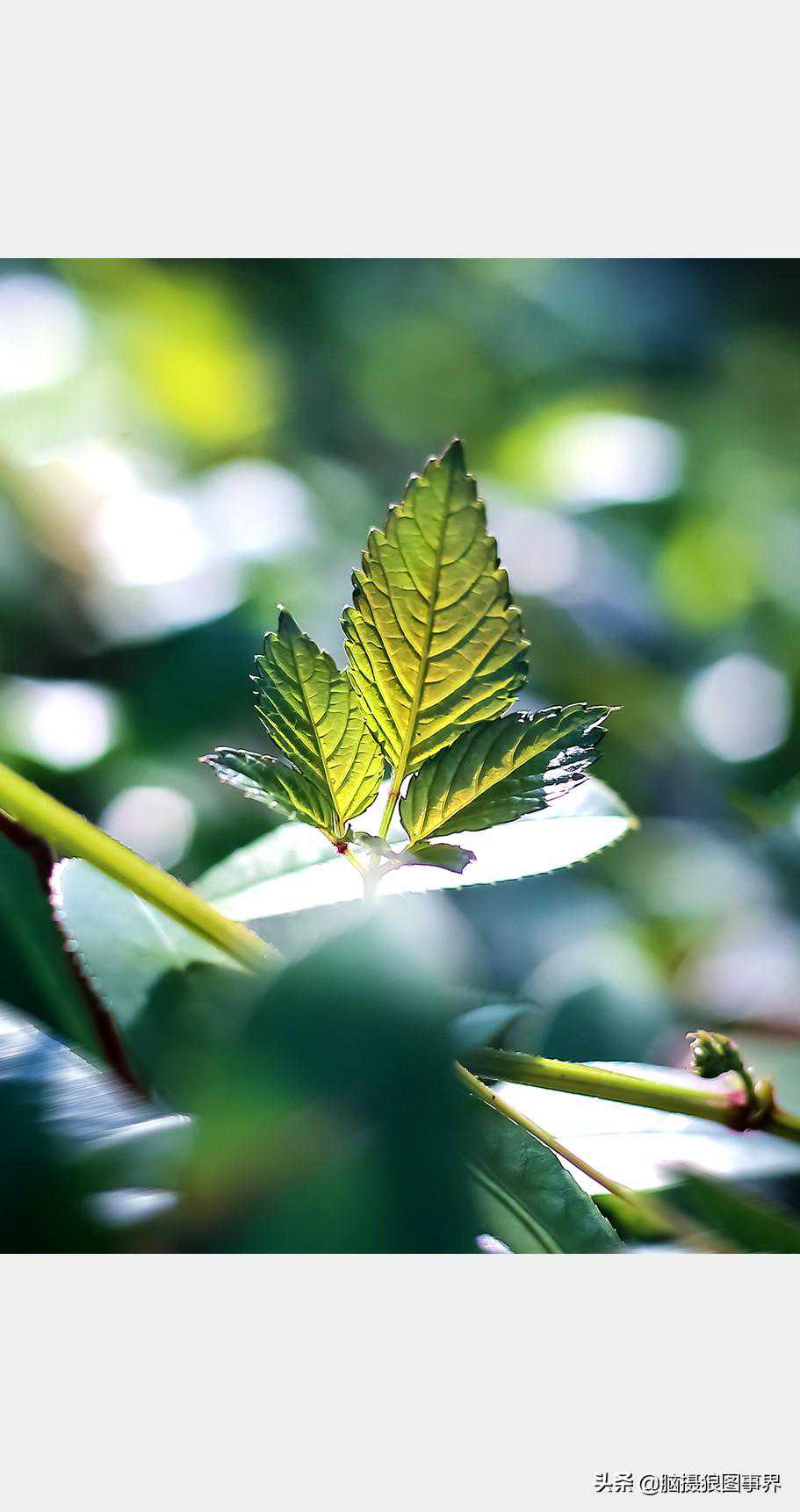 2021年初夏，用小痰盂镜头实拍23张叶子照片，表现效果怎么样？