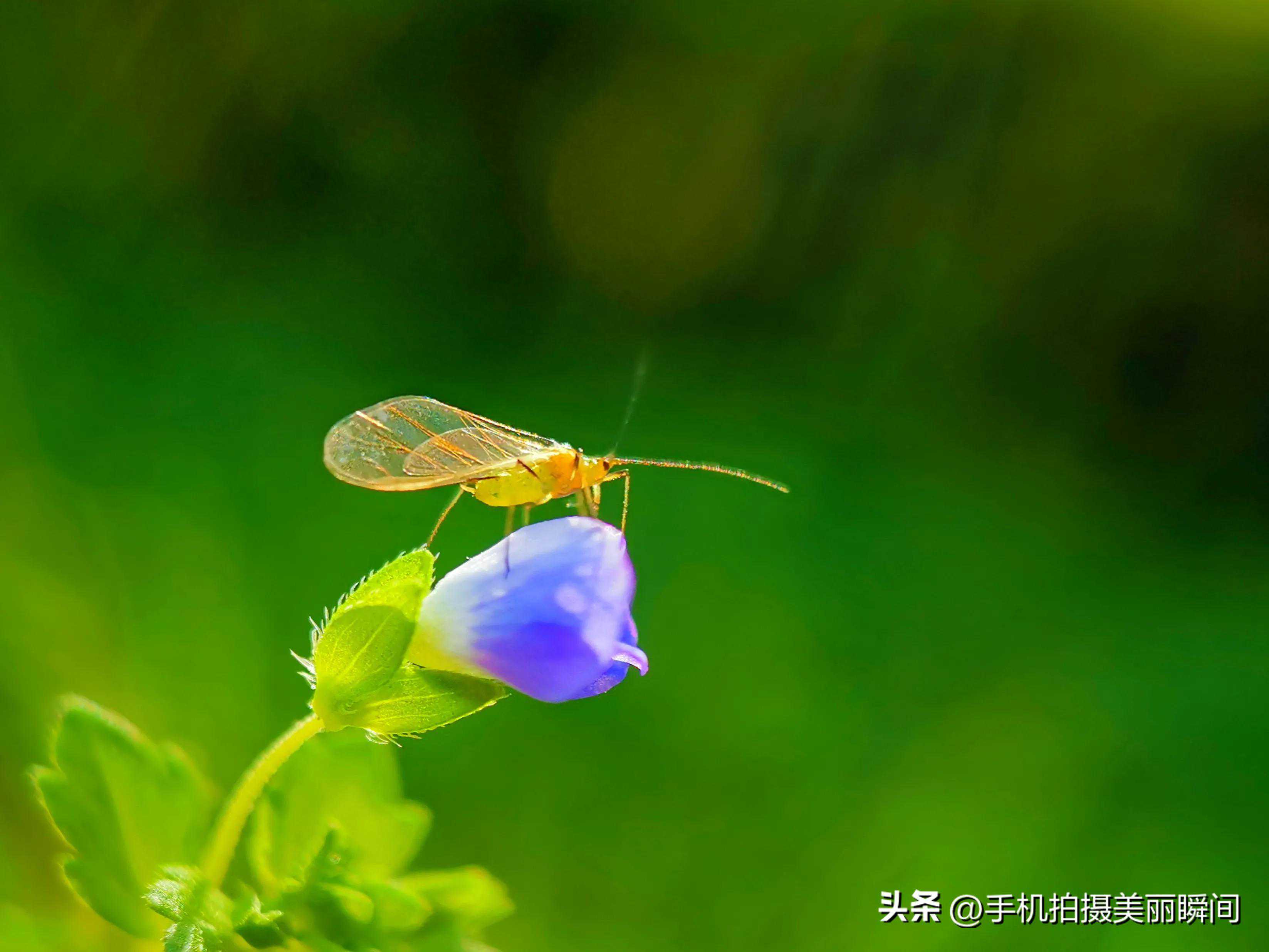 手机摄影:春天拍摄昆虫的四个技巧 手机摄影:春天拍摄昆虫的四个技巧