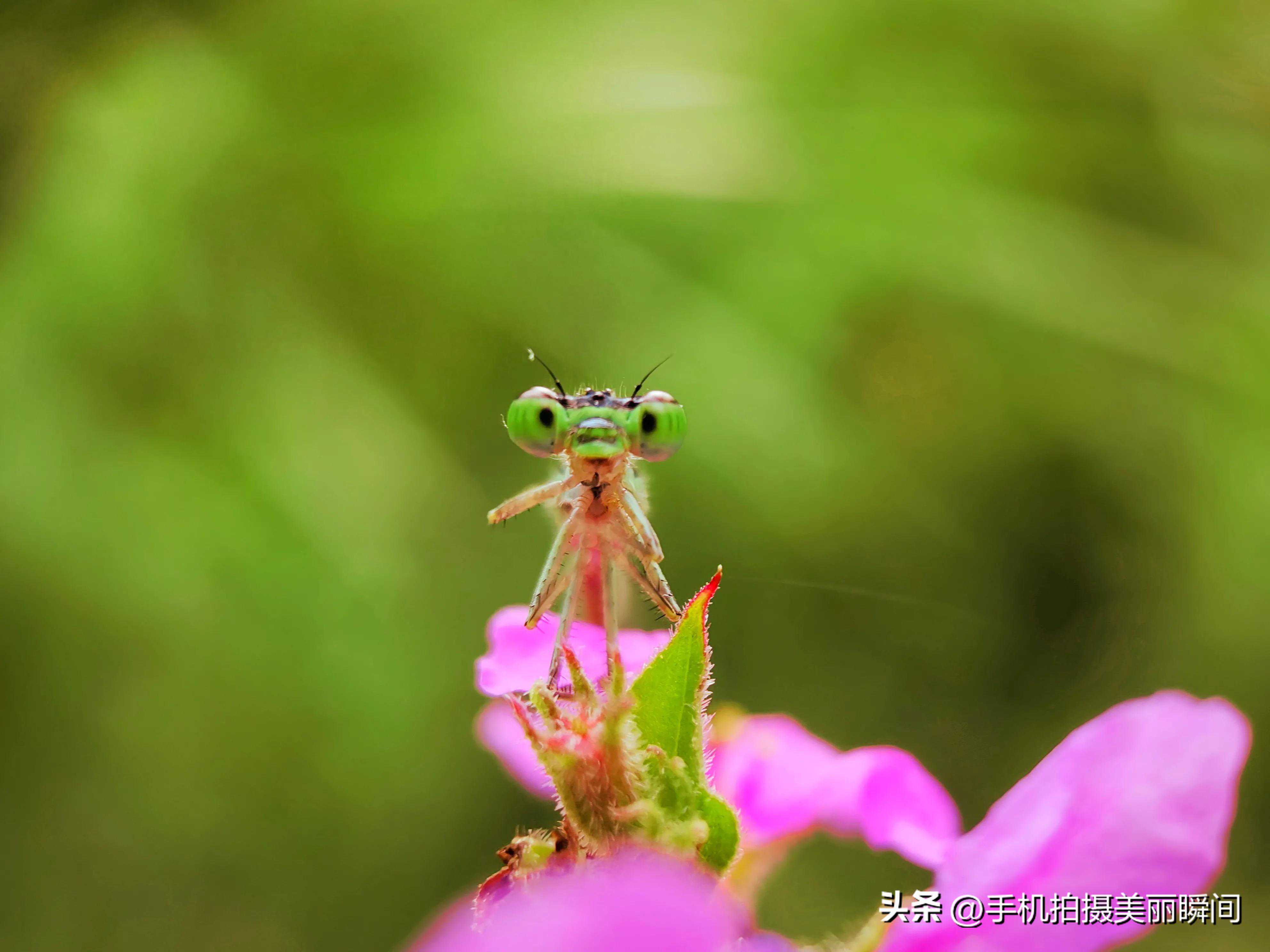 手机微距拍摄昆虫:距离至关重要 手机微距拍摄昆虫:距离至关重要