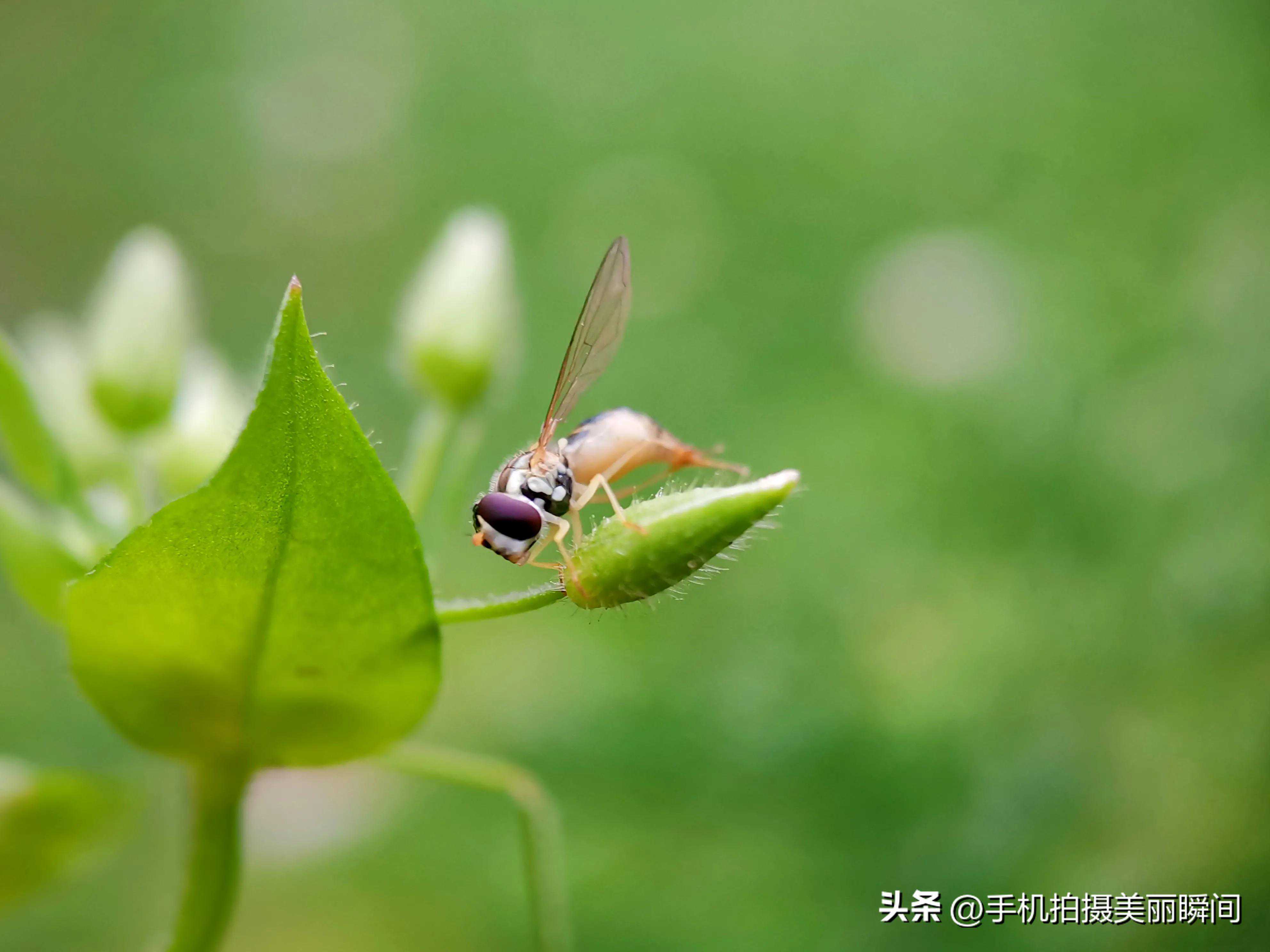手机摄影：初春邂逅小昆虫，让你的照片充满艺术魅力！