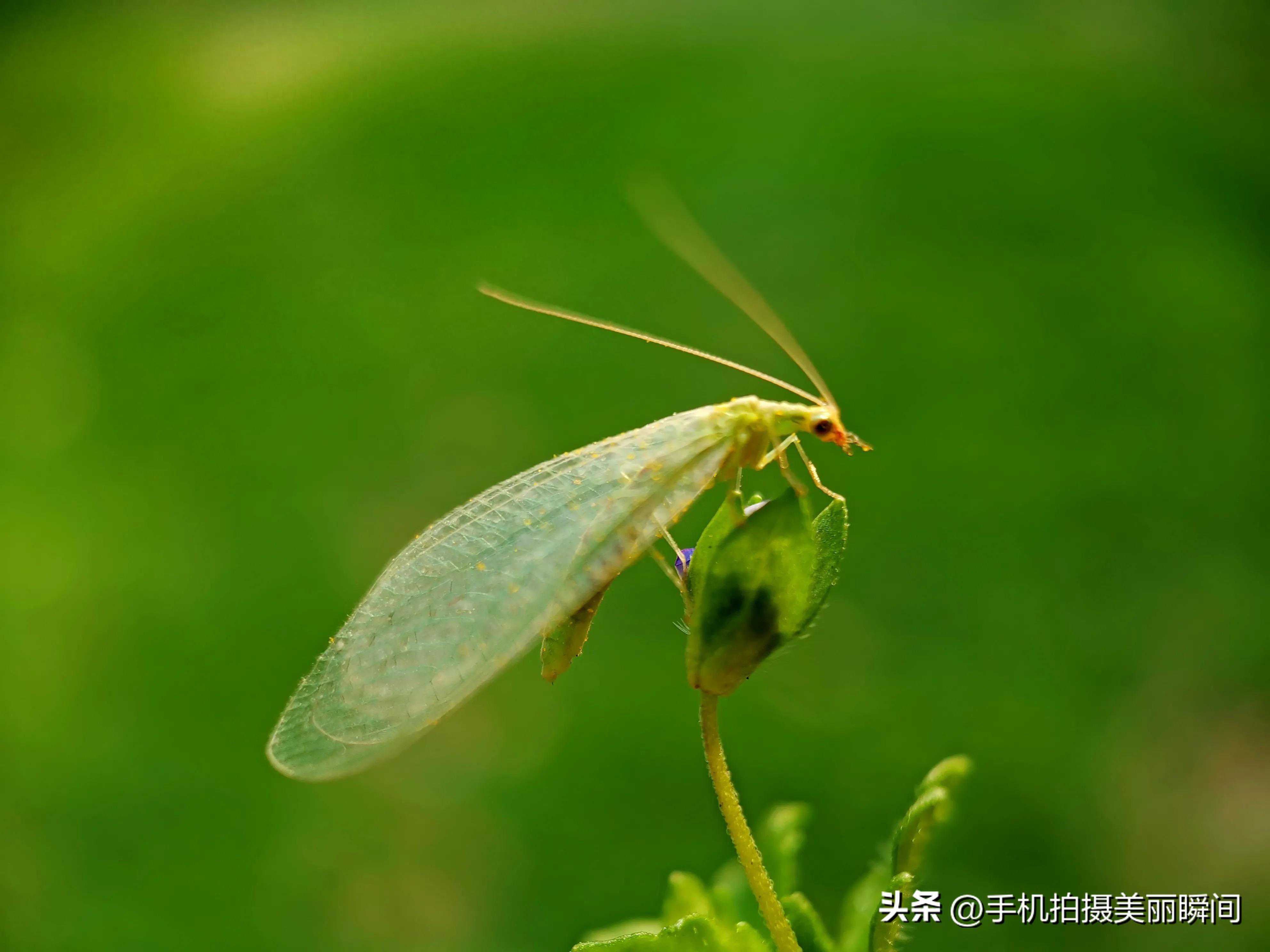 手机摄影：微距拍摄昆虫要耐心专心细心