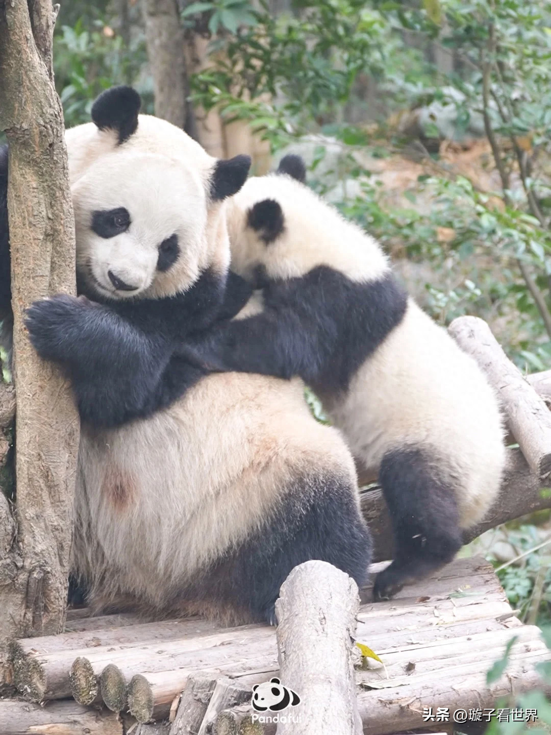 快来看啊,潦草小熊以小欺大!算了,妈妈也不是很想跟你玩 快来看啊,潦草小熊以小欺大!算了,妈妈也不是很想跟你玩